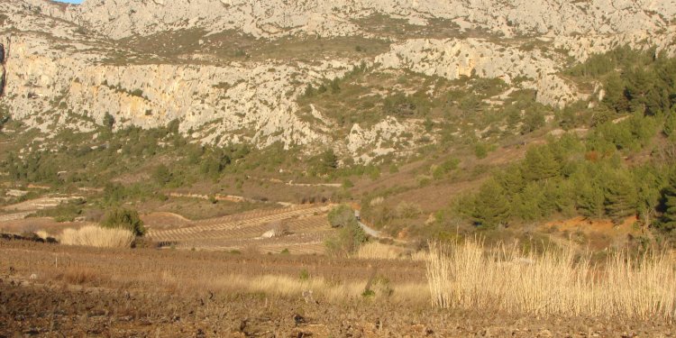 Les falaises de Vingrau - Falaises domaine des chenes vignes vingrau alain razungles.jpg - Domaine des Chênes