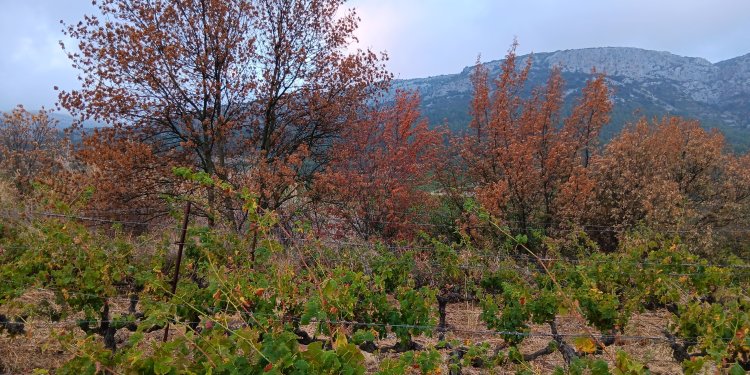 Le millésime 2024 - sécheresse arbres.jpg - Domaine des Chênes