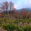 Le millésime 2024 - Domaine des Chênes