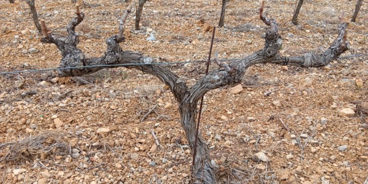 Gobelet ou double cordon ? - Resized_20240302_132918.jpg - Domaine des Chênes