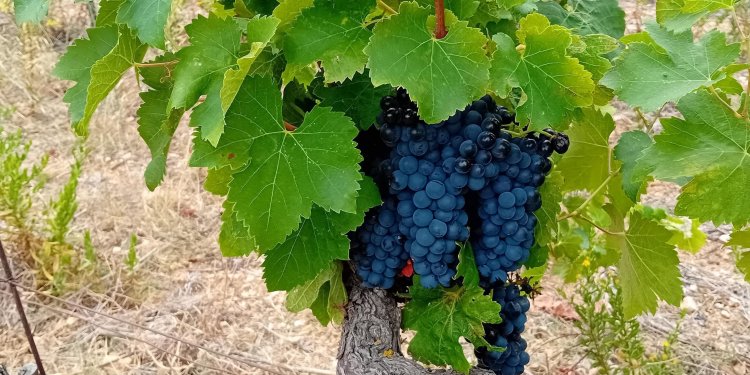 Le millésime 2024 - Domaine des Chênes