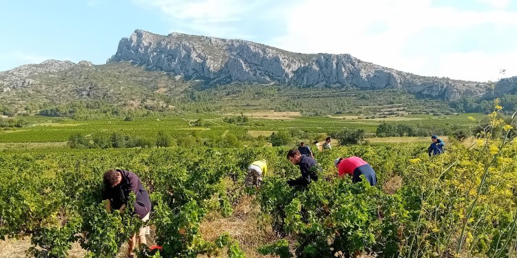 Le Millésime 2025 - Domaine des Chênes