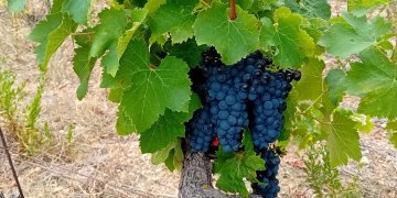 Le millésime 2024 - Domaine des Chênes