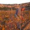 Vines - Domaine des Chênes