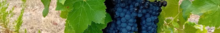 Le millésime 2024 - Domaine des Chênes