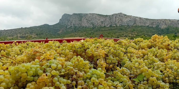 Le Millésime 2025 - raisin.jpg - Domaine des Chênes