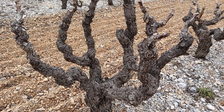 Gobelet ou double cordon ? - Domaine des Chênes