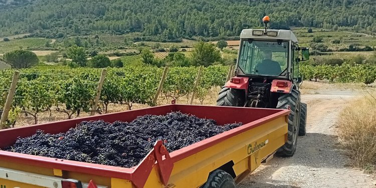 Le millésime 2024 - alain tracteur.jpg - Domaine des Chênes