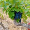 Le millésime 2024 - Domaine des Chênes
